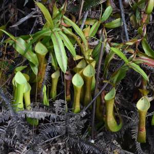 Nepenthes reinwaerdtiana (Bornéo) – F. Le Strat